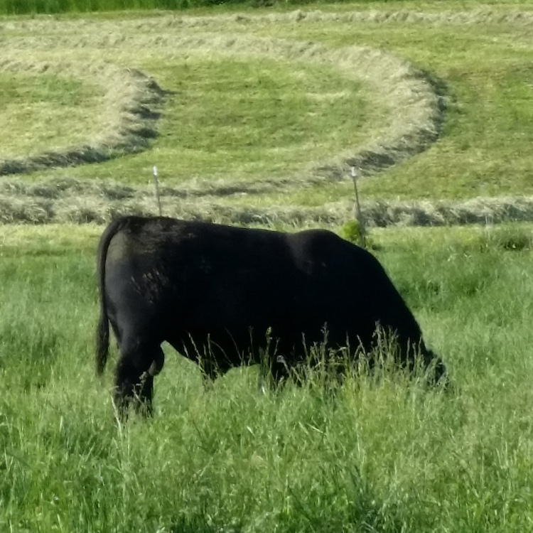 Experts offer tips for managing forage land in wet conditions